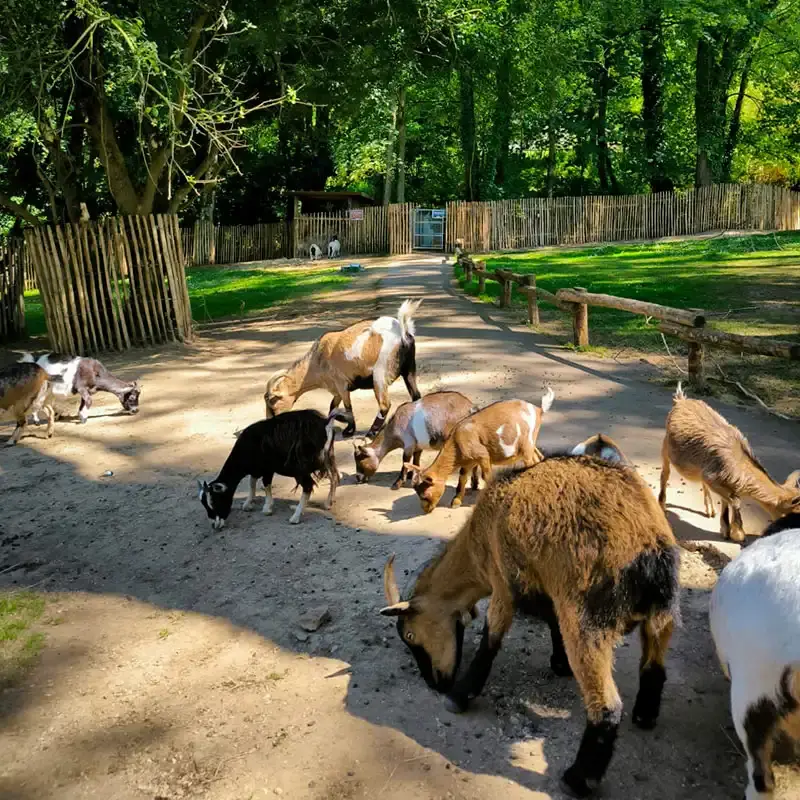 Zoo de Trégomeur