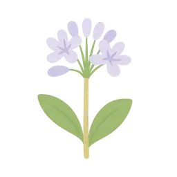 flower illustration